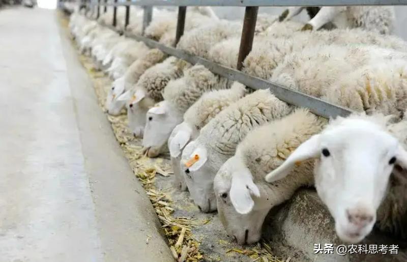 农民专业合作社发展历程,农民合作社发展什么模式