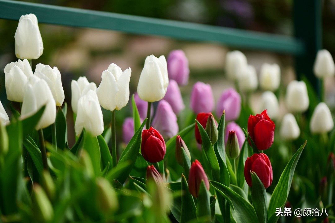 倏然而至的郁金香花季，第一波|园丁