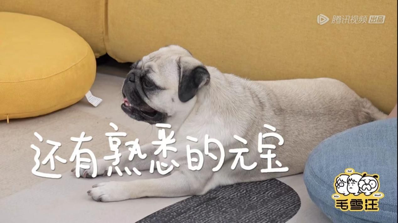 毛雪汪reaction鹿晗,鹿晗毛雪汪预告完整版