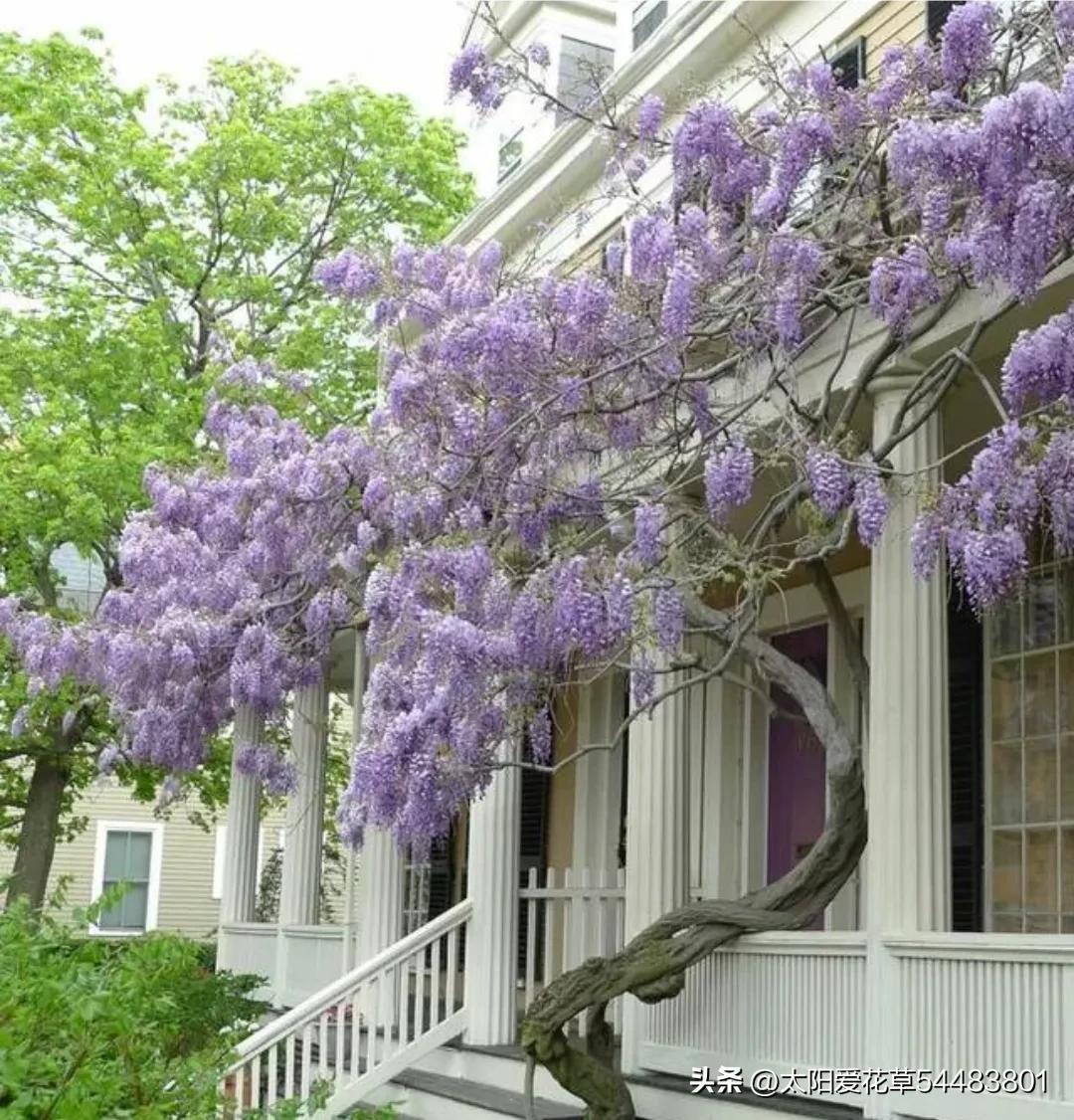 种树风水讲究五棵,院中种哪五种树最好风水