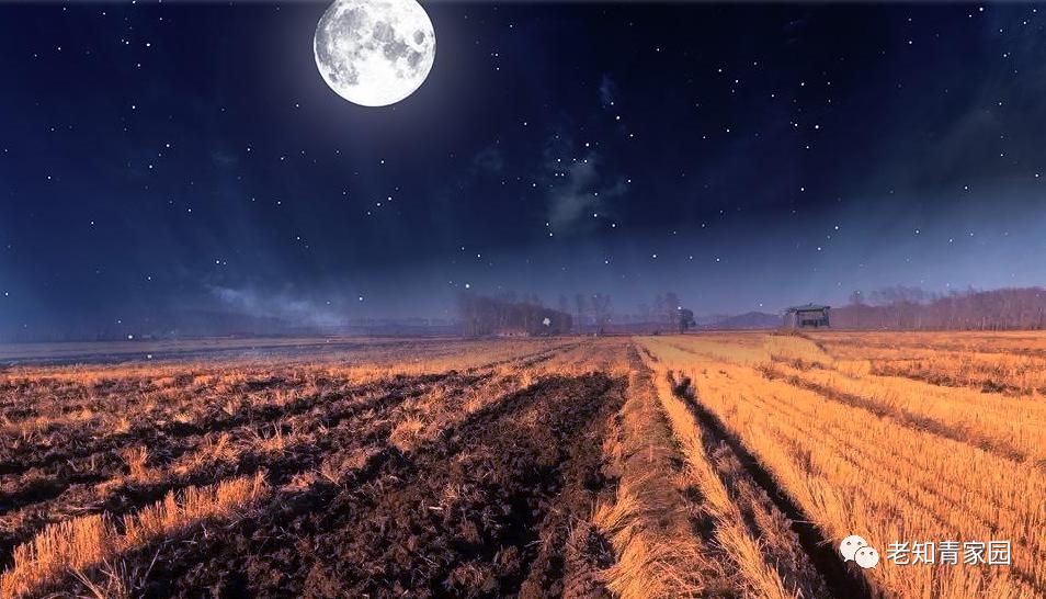 梁晓声知青小说,梁晓声知青全文