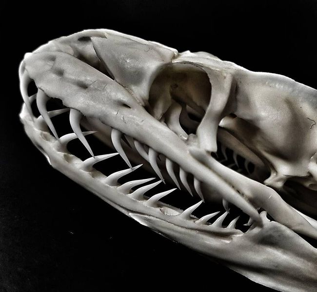 大蟒蛇攻击人视频,蟒蛇为什么不像小蛇一样攻击人