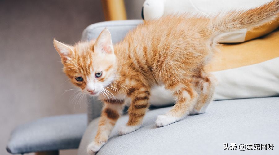 玳瑁猫咪是什么品种,猫咪品种大全及图片