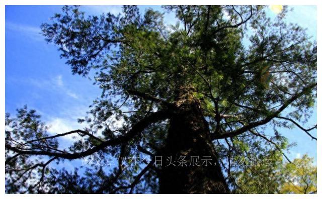 太阳系算大吗,太阳系和银河系大小对比图