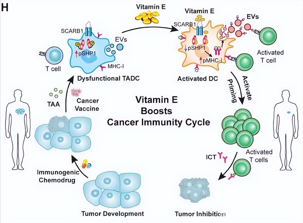 维生素e能加重肿瘤吗,维生素e抗癌还是诱发癌症转移