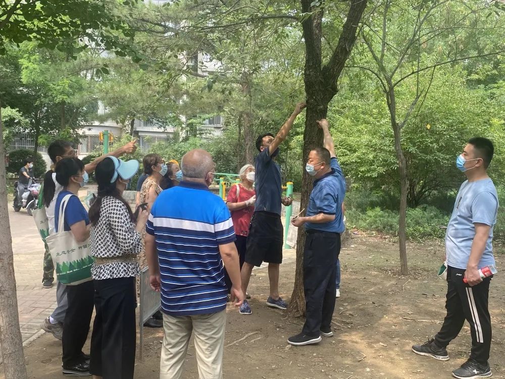 白蛾周氏啮小蜂,美国白蛾天敌是什么蜂