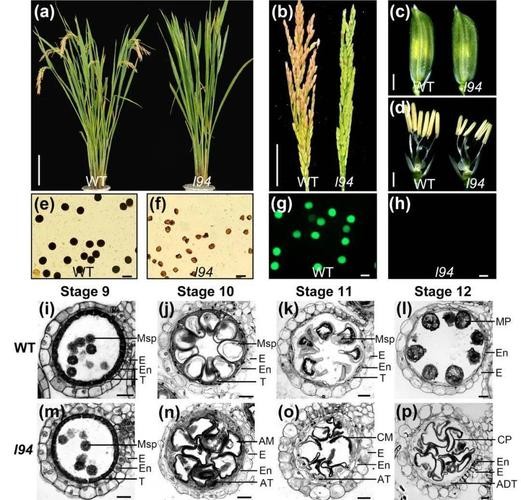 米糠营养价值研究,农业技术益处