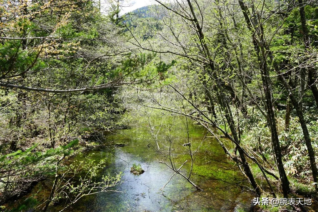 冠蓝狮在日本和国内售价对比,冠蓝狮新品2023