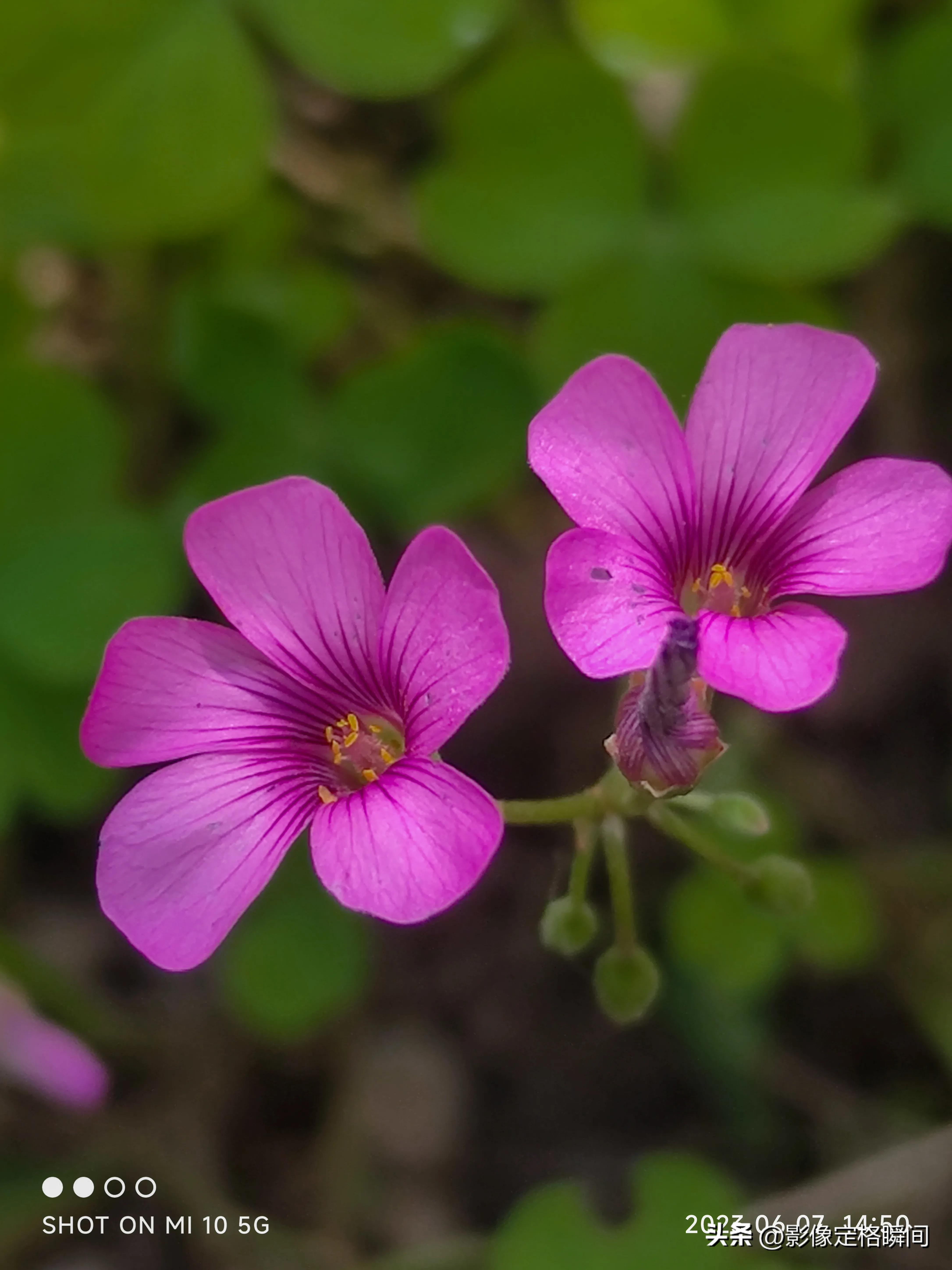 用什么模式拍出来的花更好看,用手机给花拍照怎么拍出高级感