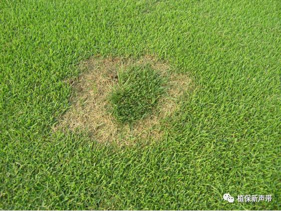 草坪要除草的方法,草坪锈病的病害预测及防治策略