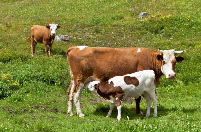 母牛产后一直流脏东西是怎么回事？母牛恶露不尽应该怎么治疗？