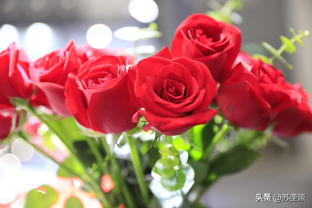 有关玫瑰花的爱情故事,玫瑰花一个真实的故事