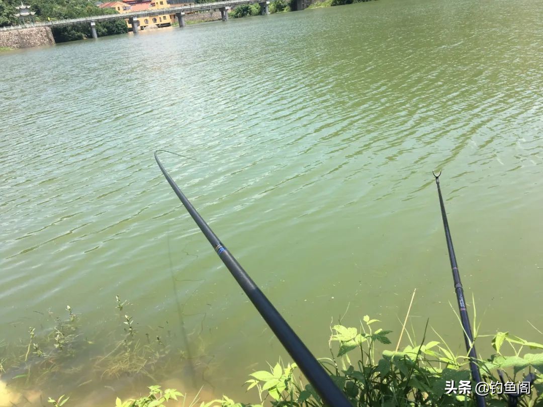 钓花鲢白鲢最好的方法,想钓鲫鱼但钓的都是鳑鲏怎么办