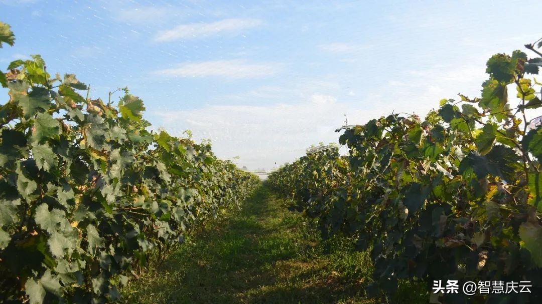 庆云县尚堂镇致富能手宗兴林：扎根乡土领路群众致富