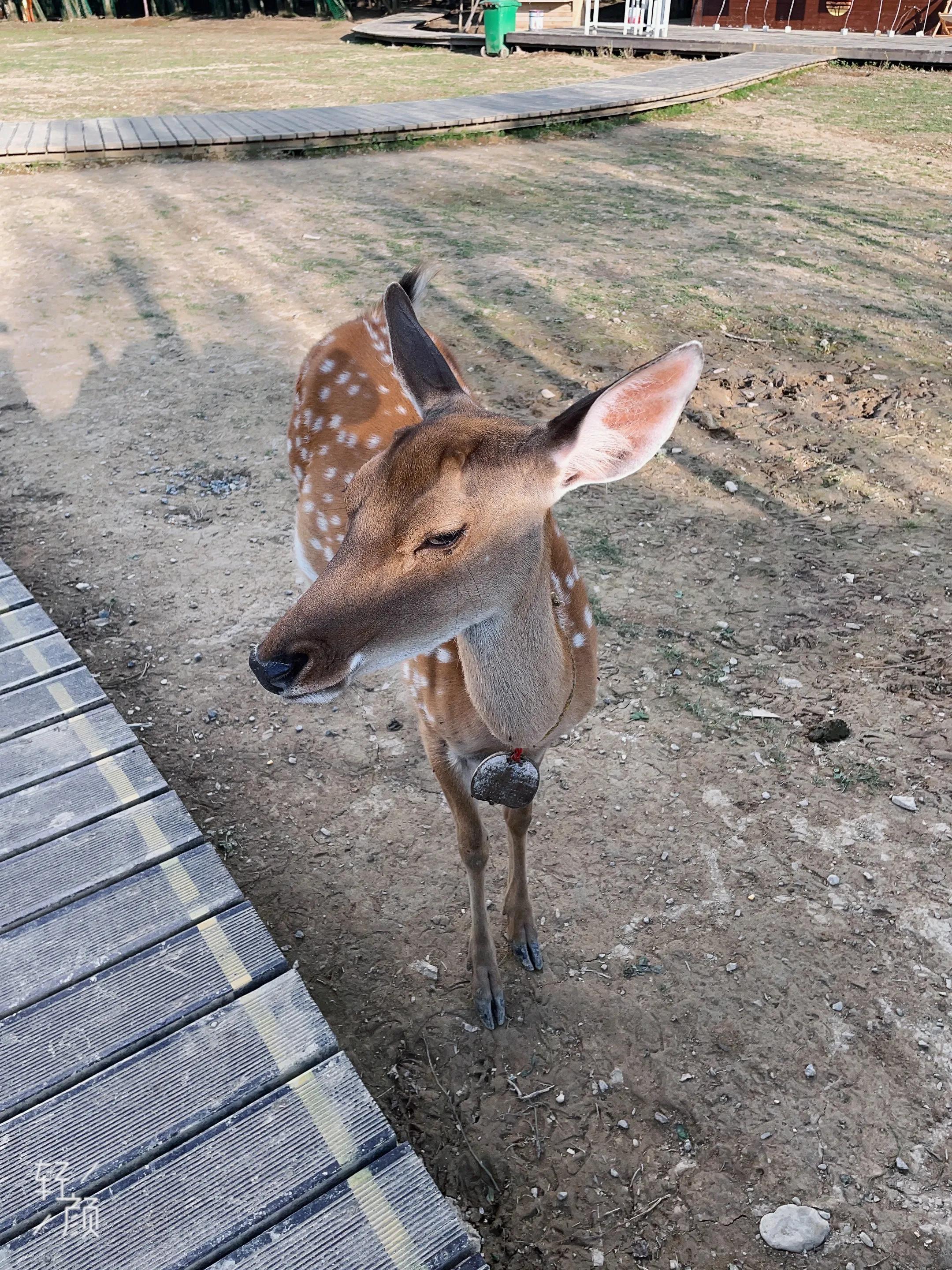 去神农架旅游推荐去哪,北京自驾神农架恩施攻略