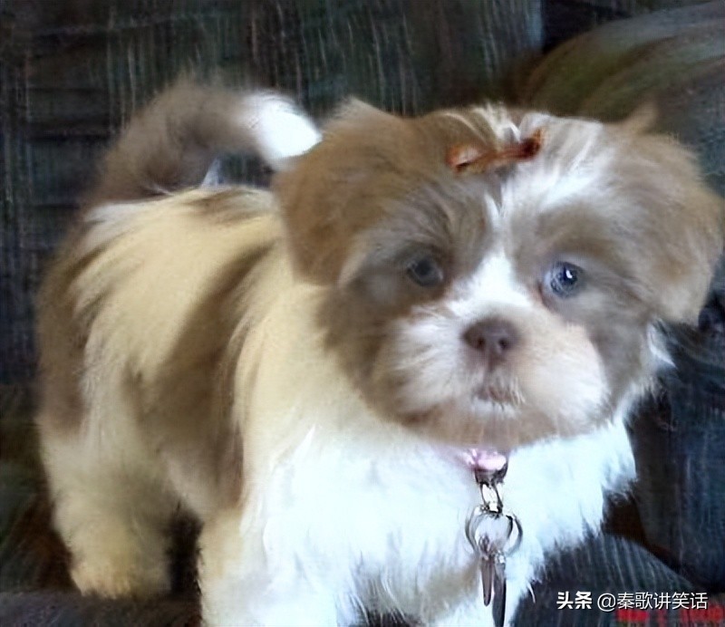 小型护卫犬什么犬种最好,小型犬种大耳朵图片