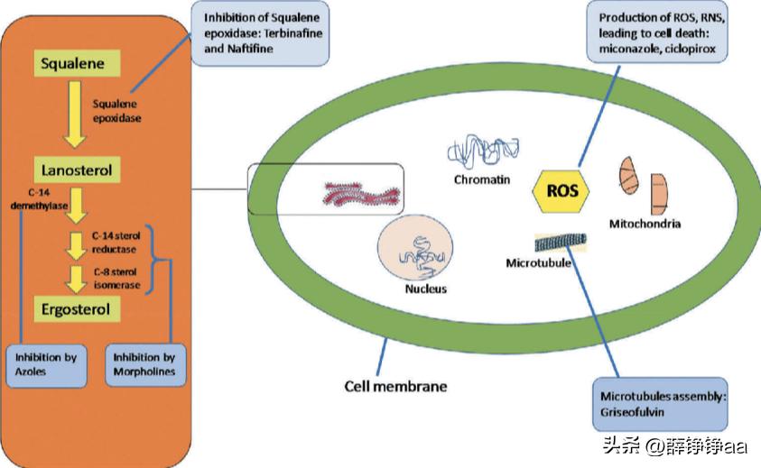 薄荷精油详细介绍,薄荷精油具有温和的能力