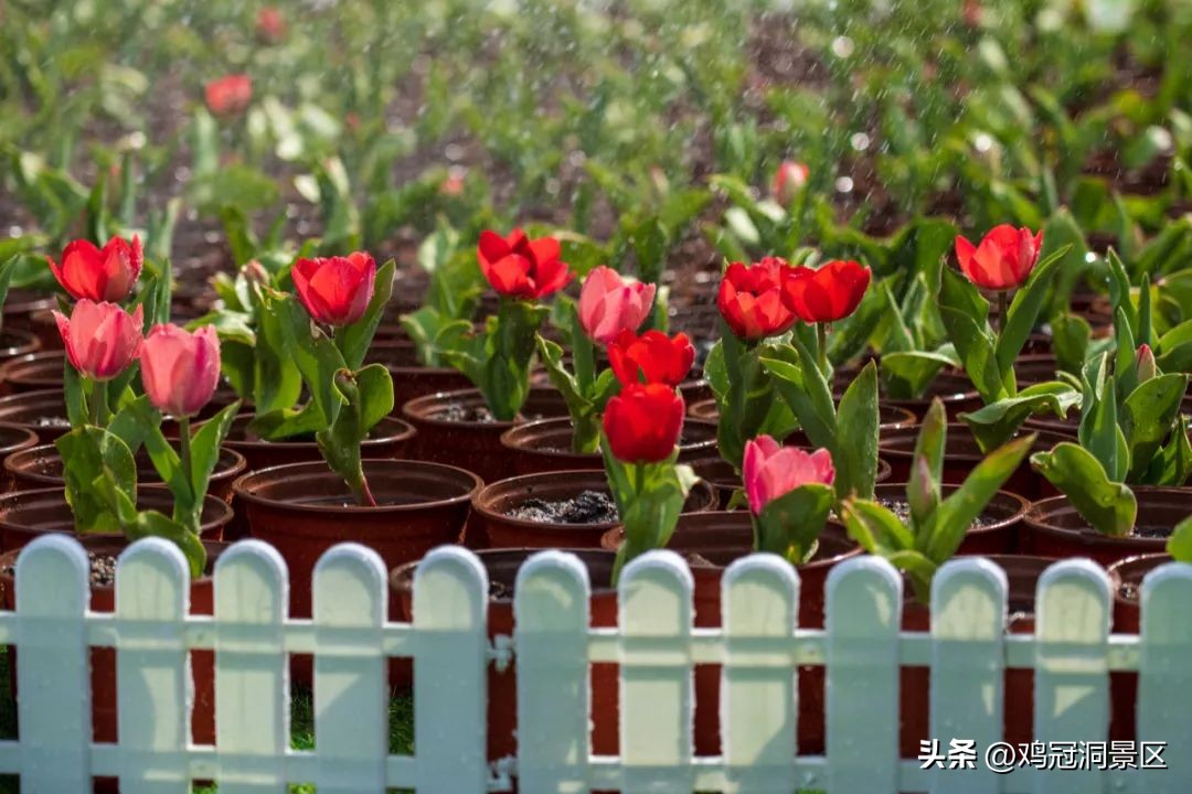郁金香玫瑰花语是什么,金色郁金香花语和寓意