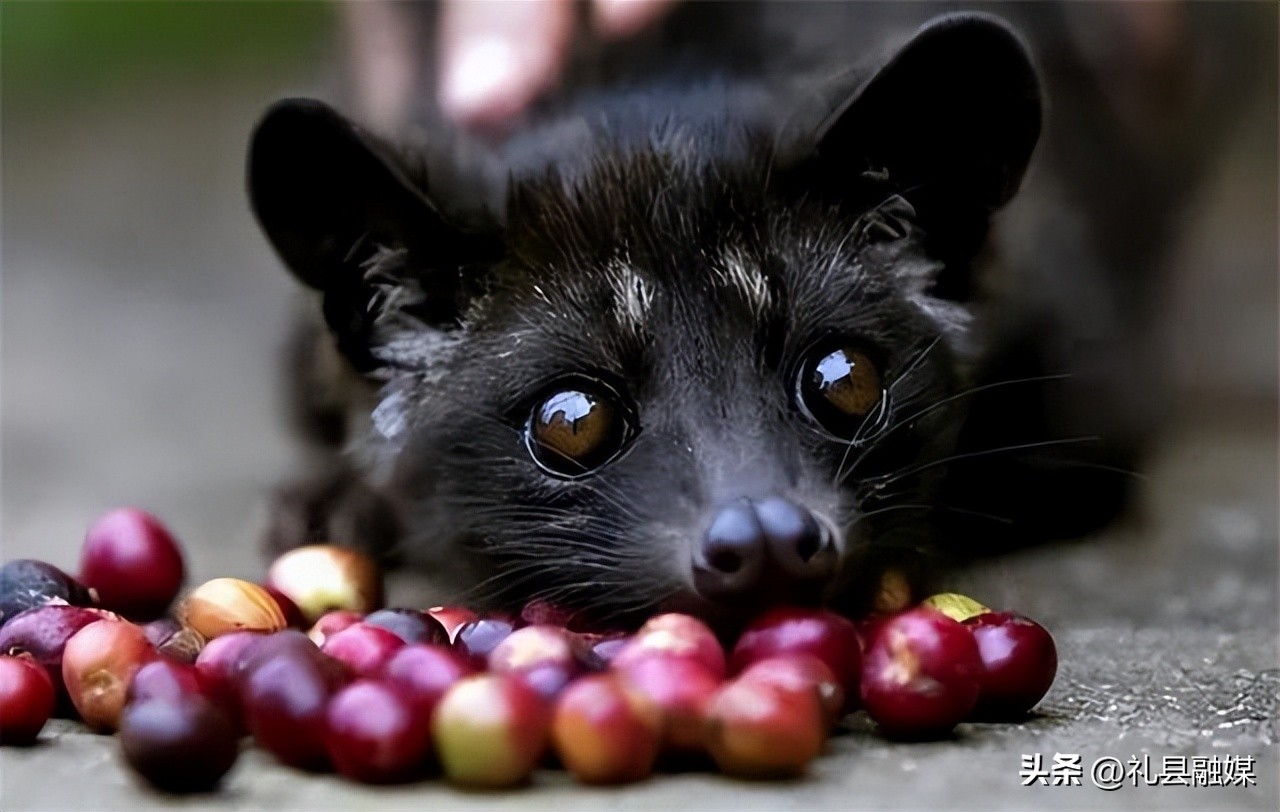 猫屎咖啡100克多少钱一瓶,咖啡真的是用猫屎做的吗