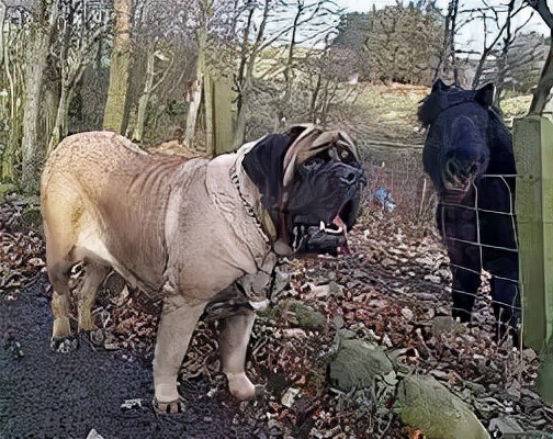 世界最大的狗要多少钱一只,世界上最大的狗狗排行榜第一名