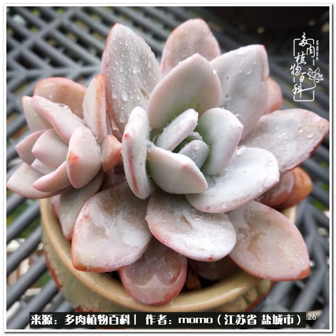 露养一个月的多肉图片,露养多肉春天外面过夜么