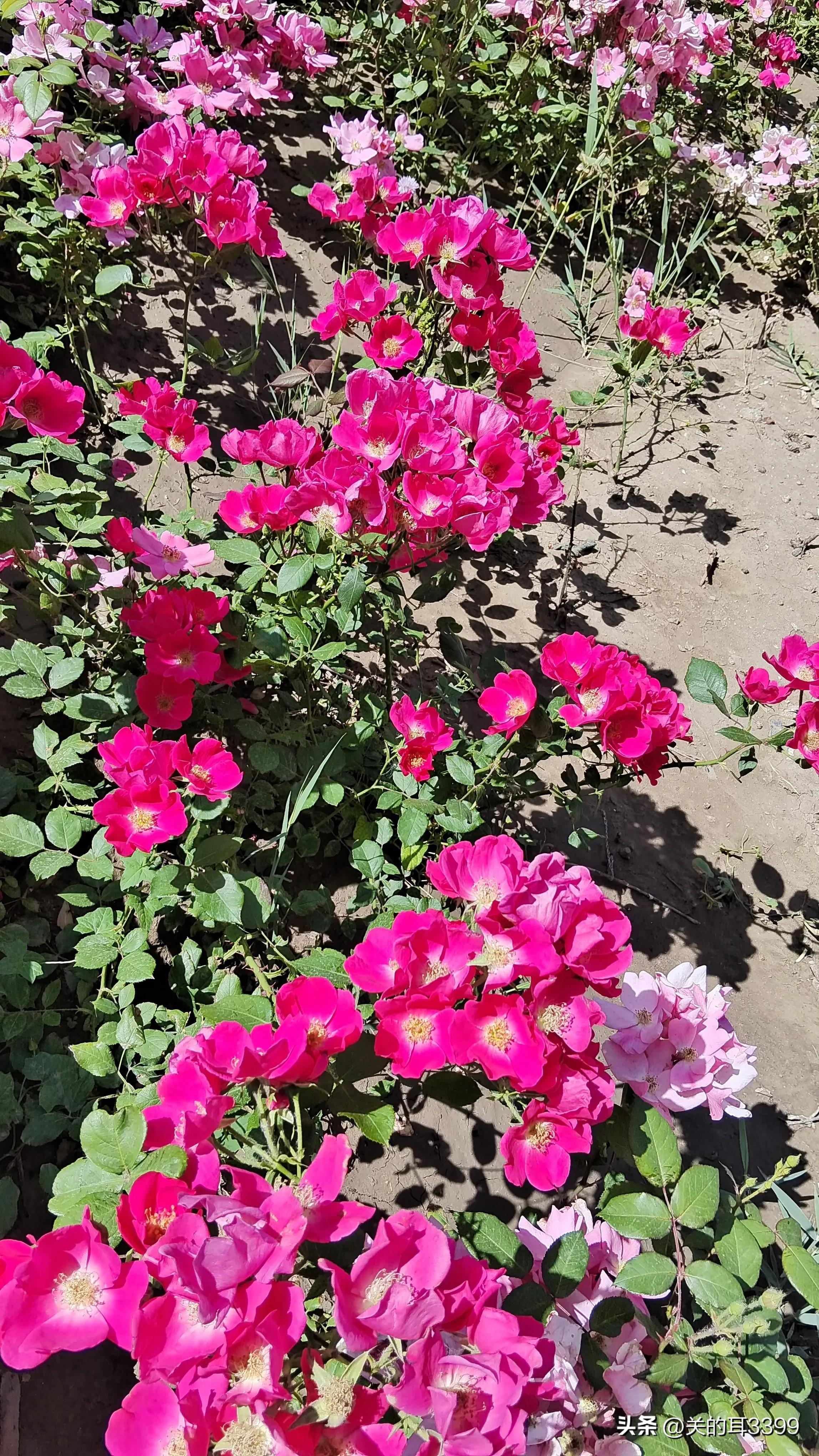 北塘新宜家园,北塘新房板块