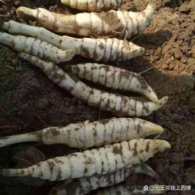 麻城腌制地藕教程,农家腌地藕