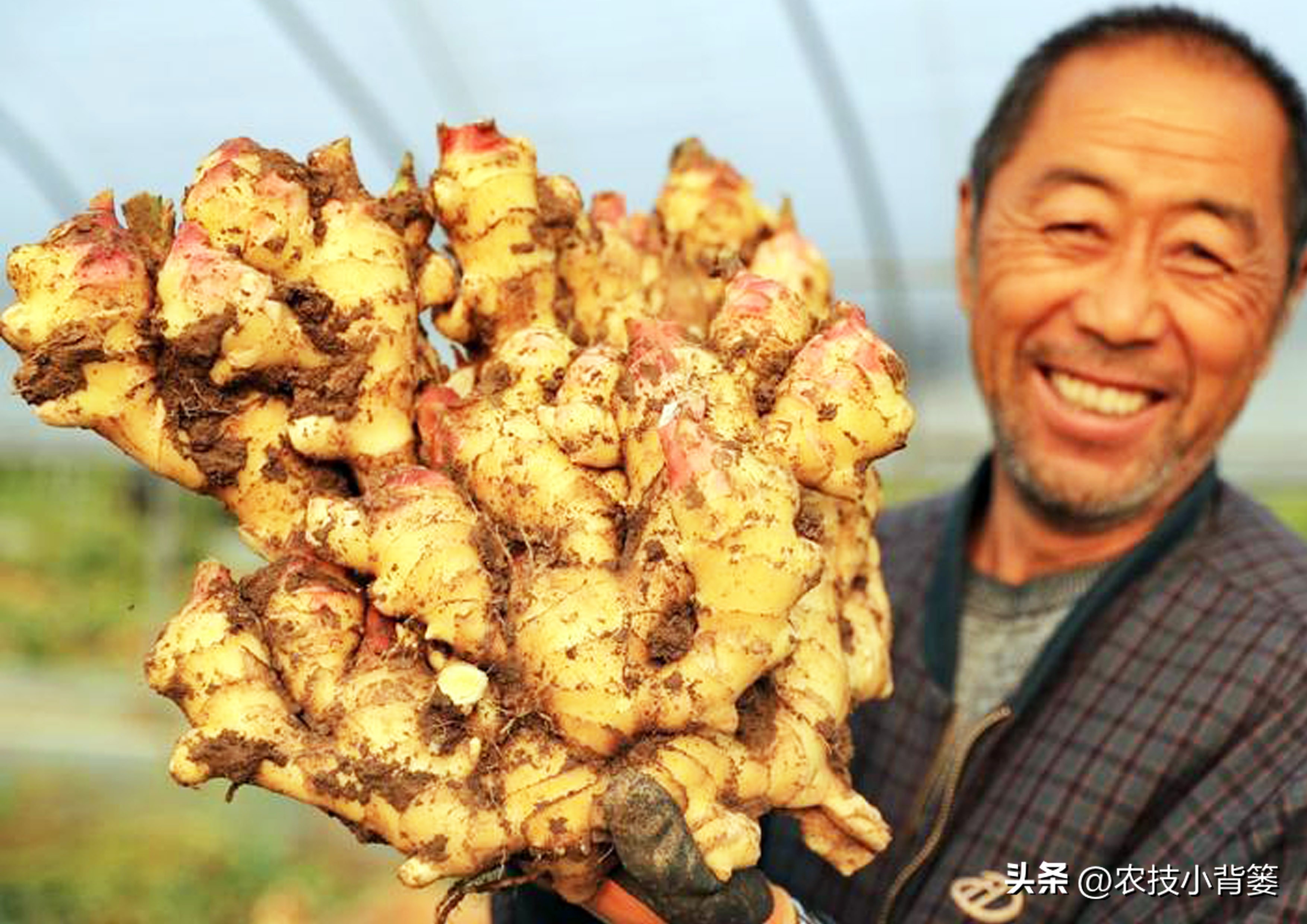 生姜高培土,生姜培土每次培多深