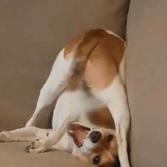 狗狗全身趴地对你摇尾巴,狗狗为什么会摇尾巴