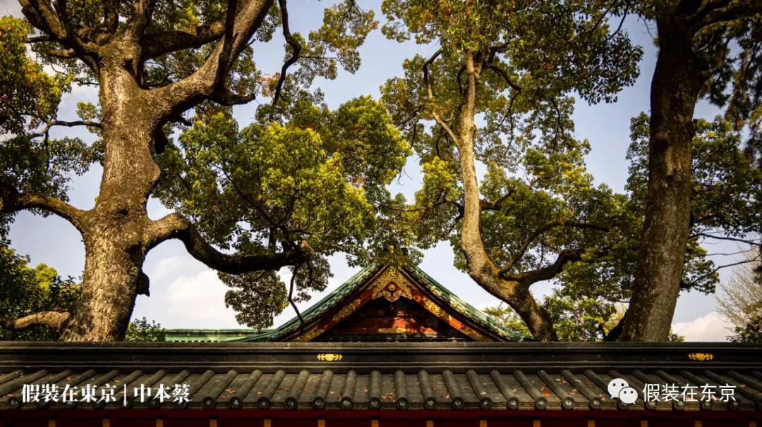 365张照片回顾,365张相片