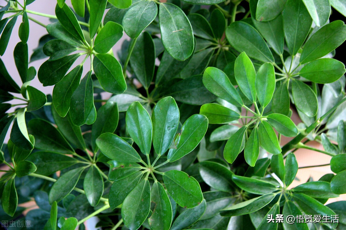 哪种绿色植物是最有效吸甲醛的,刚装修好的新房种什么植物去甲醛