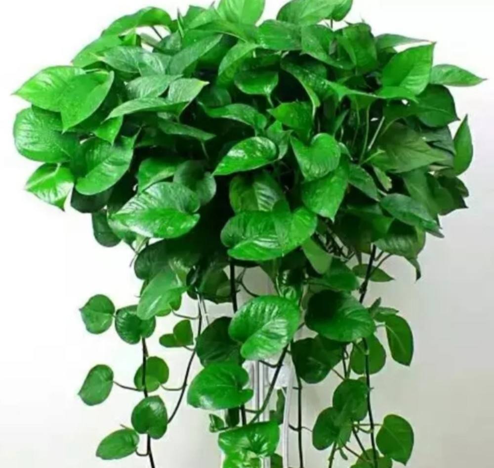 家养绿萝黄叶子了怎么挽救,家里养的绿萝老是有黄叶怎样补救