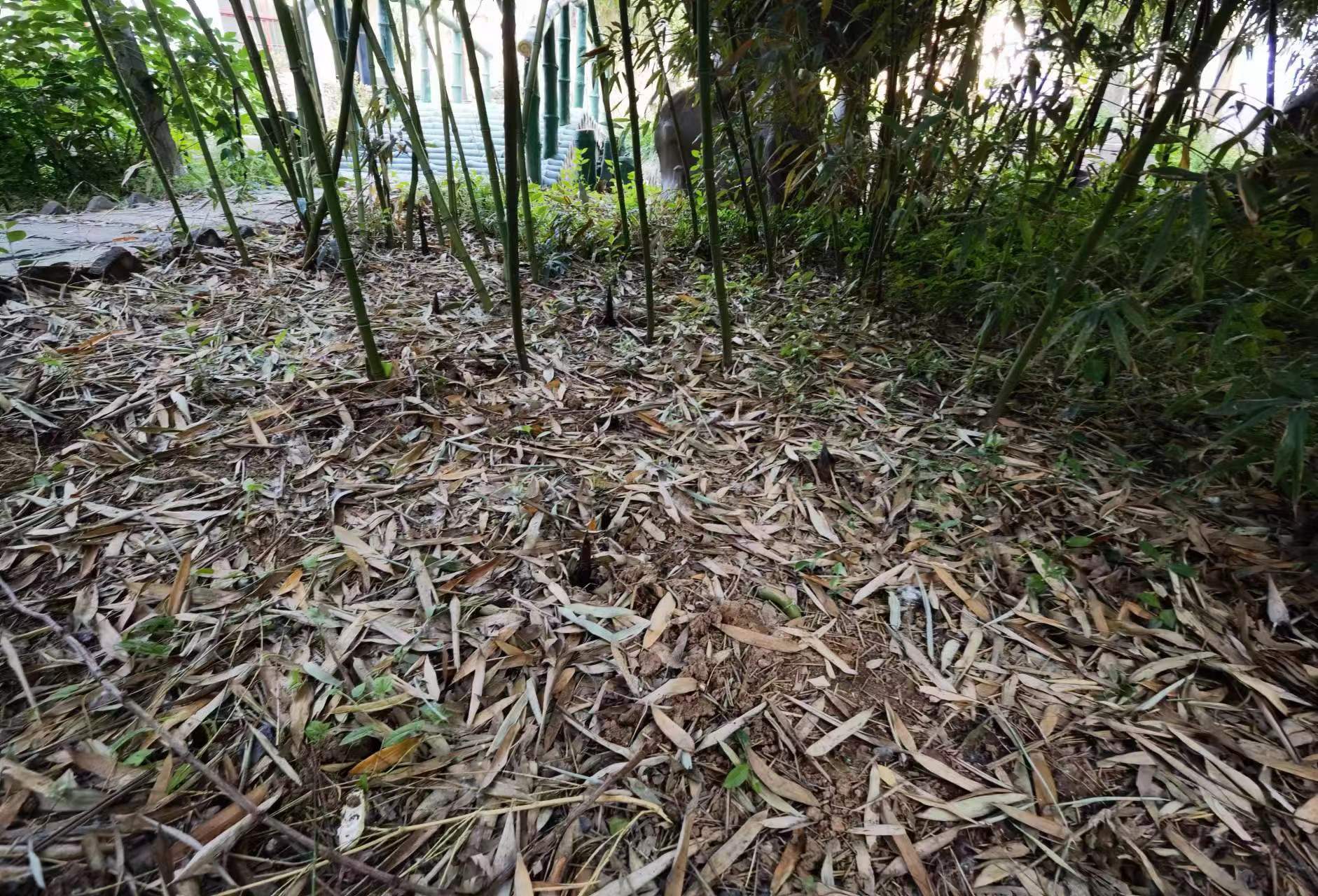 和园散记系列八：爹爹守护的竹满和园，是母亲的因果，看着我们