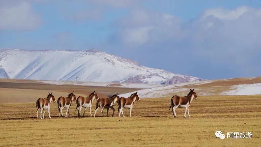 西藏最近很火的大地之树,网红大地之树