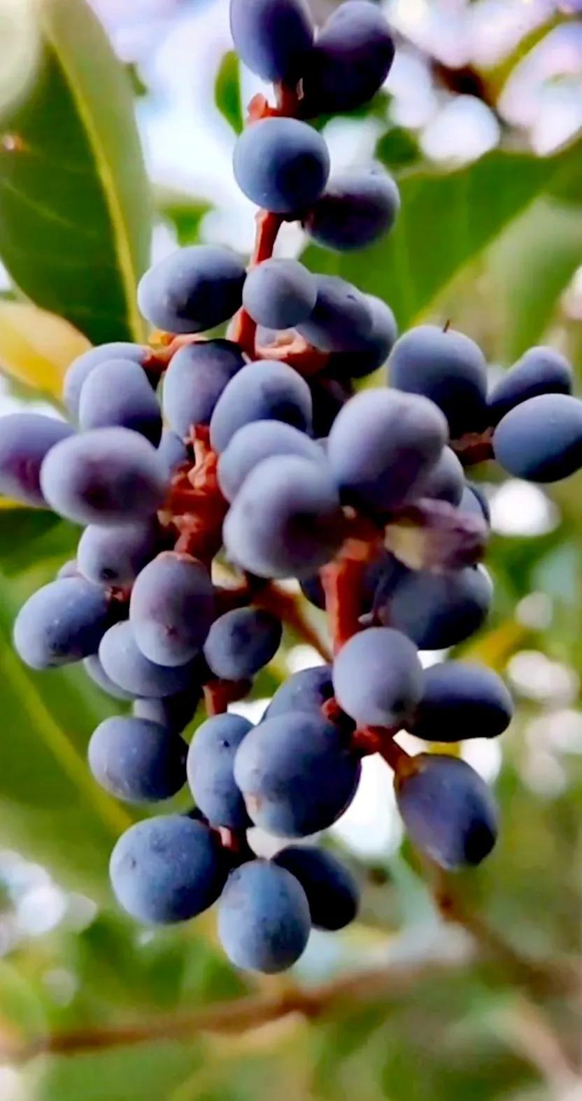 女贞子图片树木,女贞子树彩图