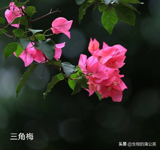100种花草图片欣赏,50种花草图片大全