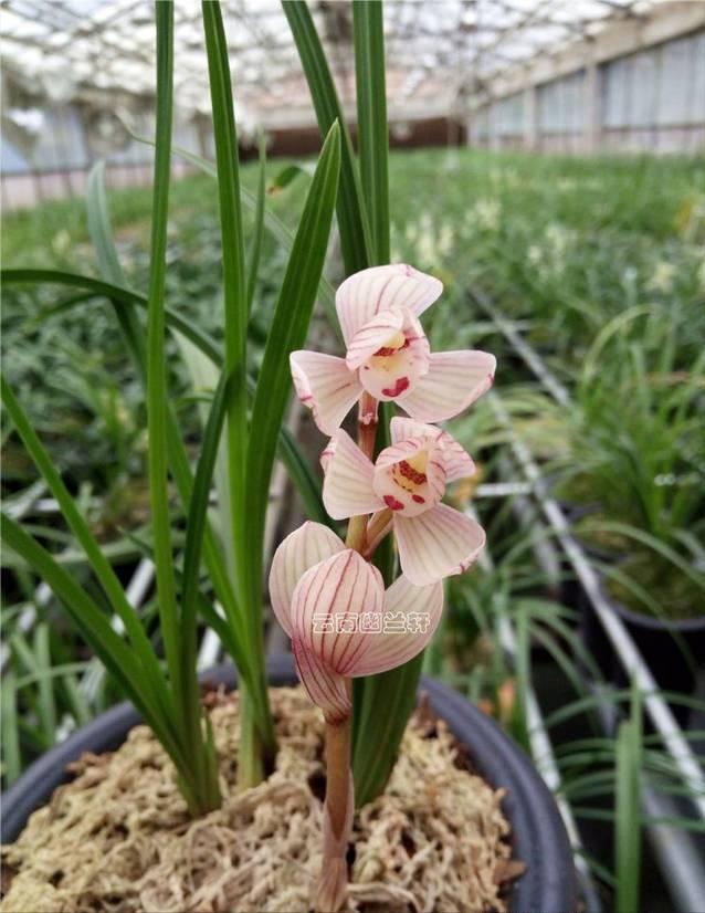 什么品种的兰花既香又好养,开花鲜艳比较香的兰花