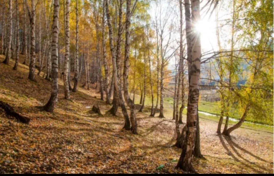 揭秘什么样的树会比钢铁还硬呢?如何让树木变得坚硬如钢