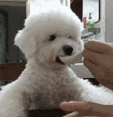 三四个月的比熊有什么表现,7个月的比熊应该是什么样的