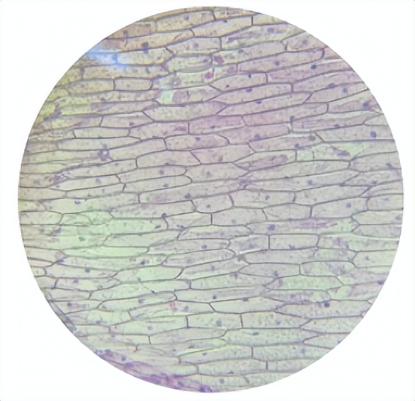 苏教版五年级科学刺激与反应ppt,2022苏教版五年级科学下册复习题