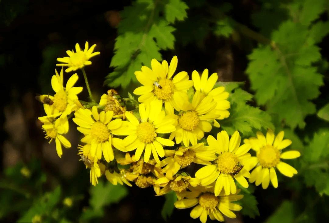 野菊花杀虫的有效成分,乡间生长的野菊花有什么药效