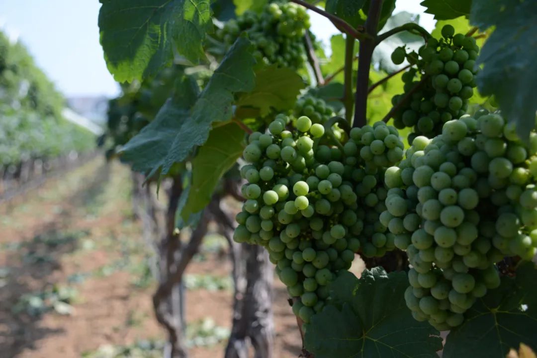 酿酒葡萄蛇龙珠,酿酒葡萄蛇龙珠和赤霞珠的区别