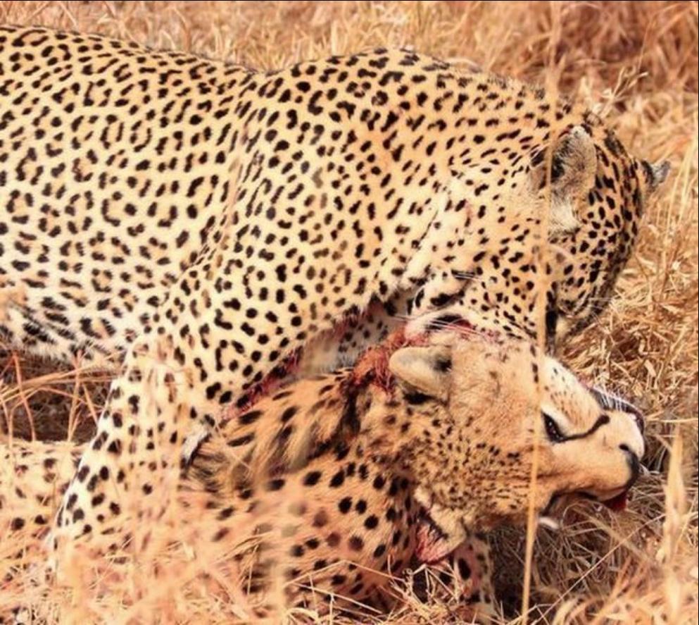 猎豹不是豹子吗,猎豹不是豹