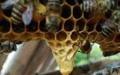 蜜蜂增群最快的方法,如何让蜜蜂弱群快速造脾