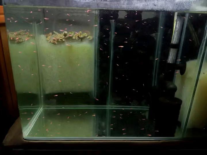 原生的斑马鱼会长蝶翼吗,原生斑马鱼会跳吗