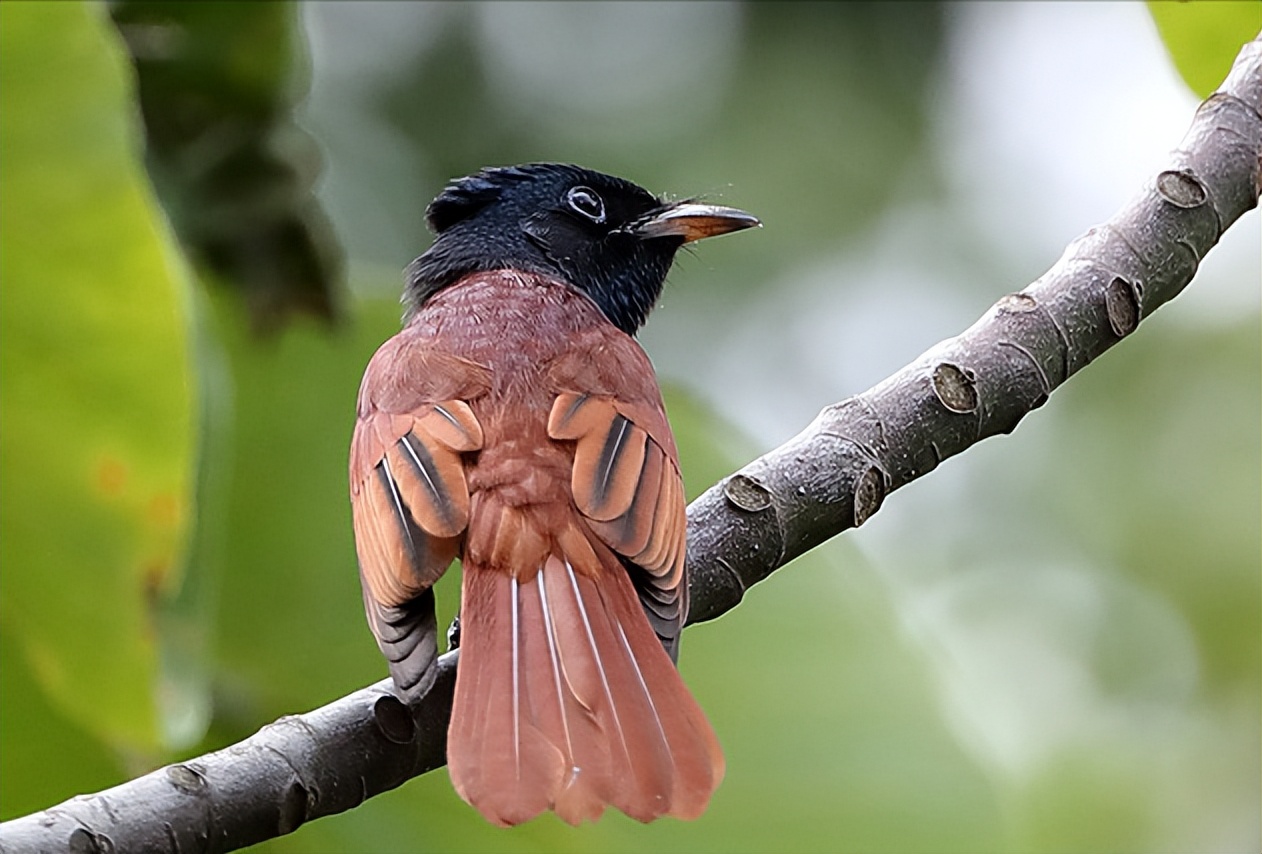 所有鸟图片大全大图,50张最佳鸟类摄影作品