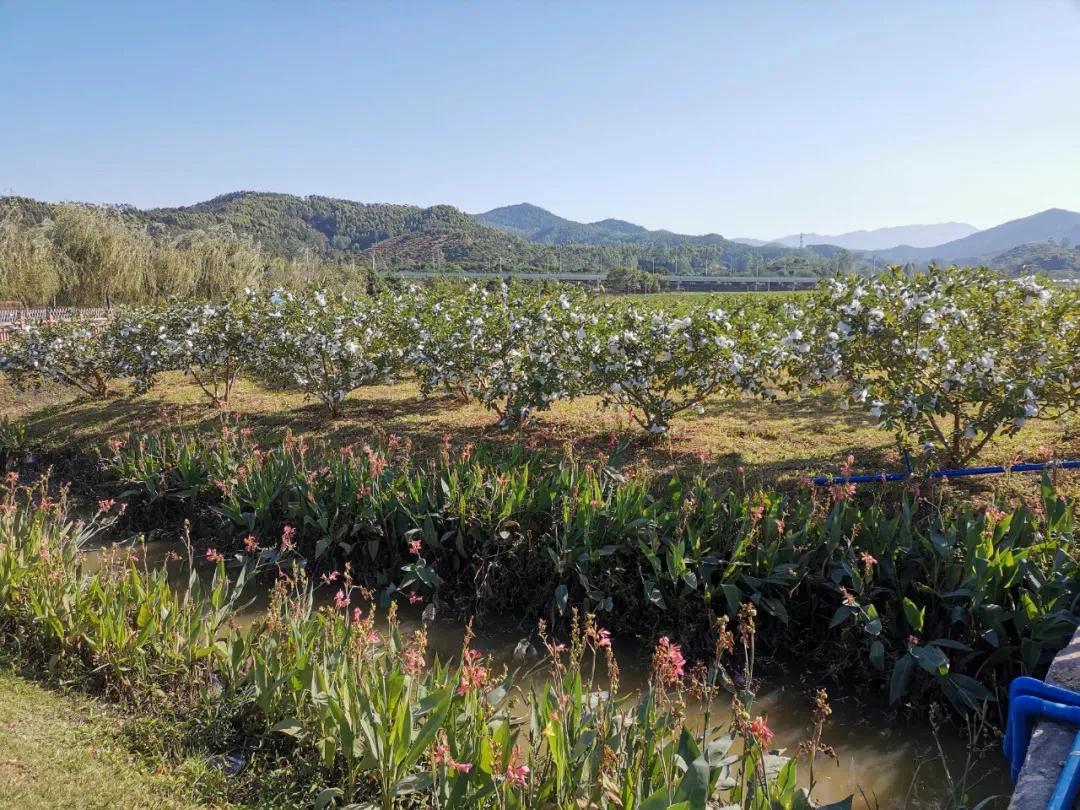 脂肪低又好吃的水果,口感好但脂肪含量高的水果盘点