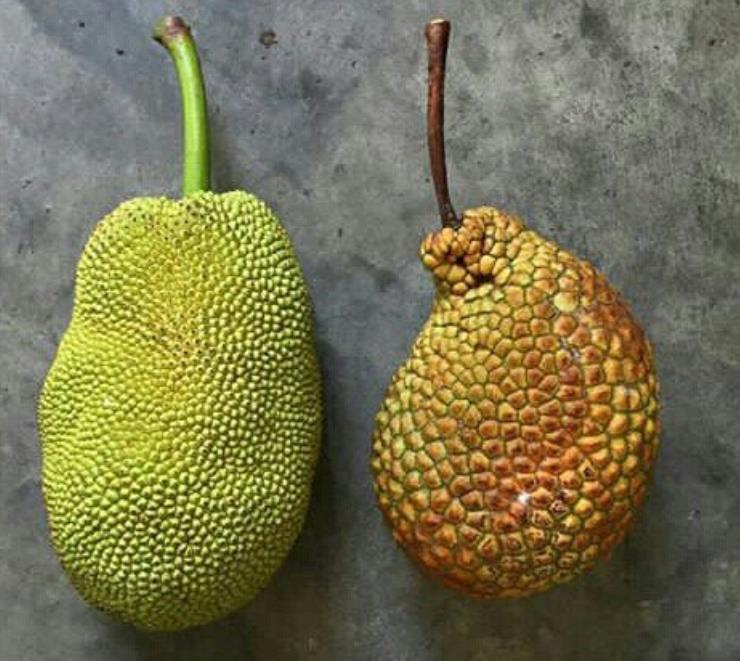 榴莲蜜是属于榴莲还是菠萝,榴莲蜜和榴莲的区别