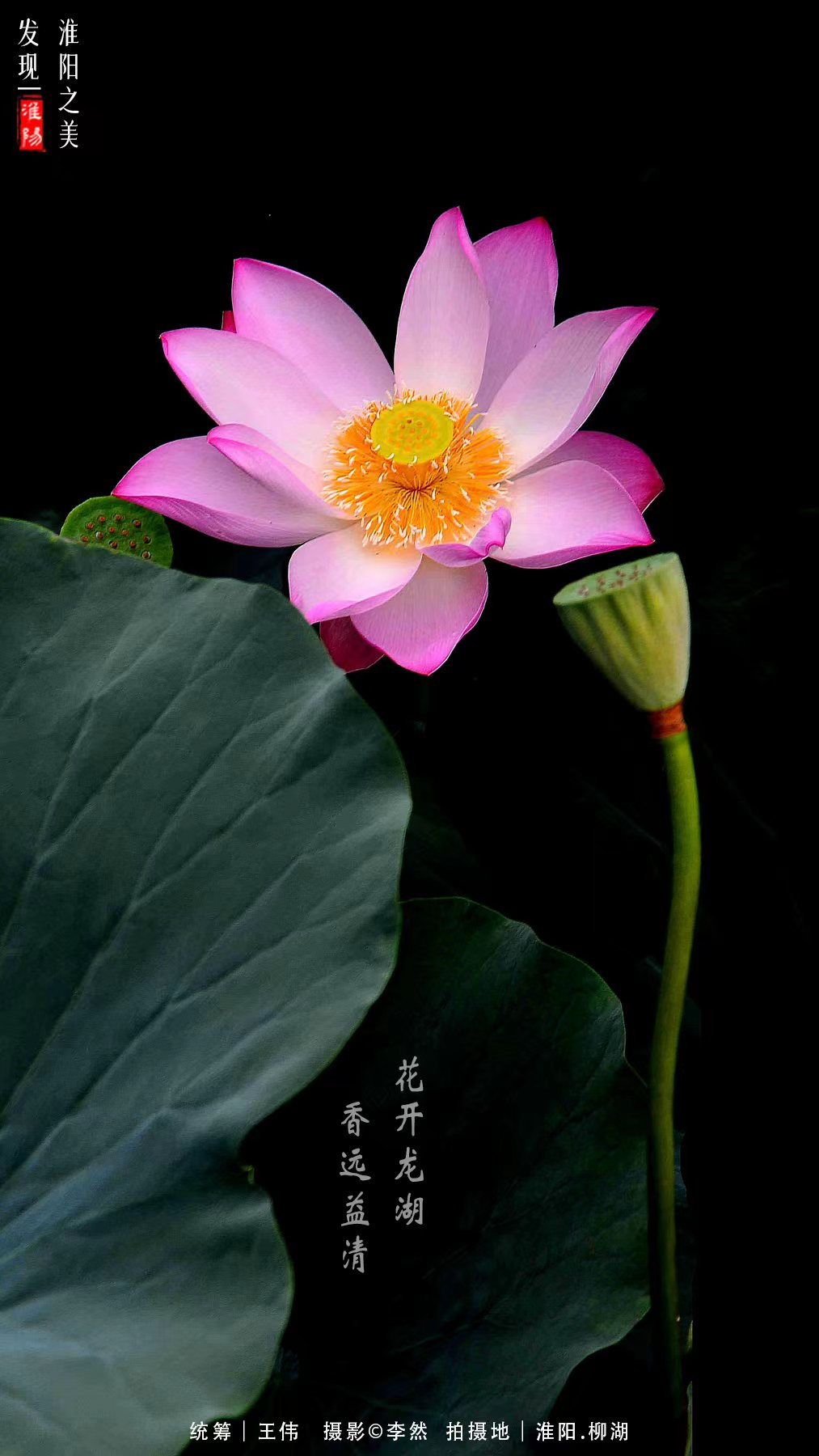 2021年周口淮阳荷花节,周口淮阳荷花节位置