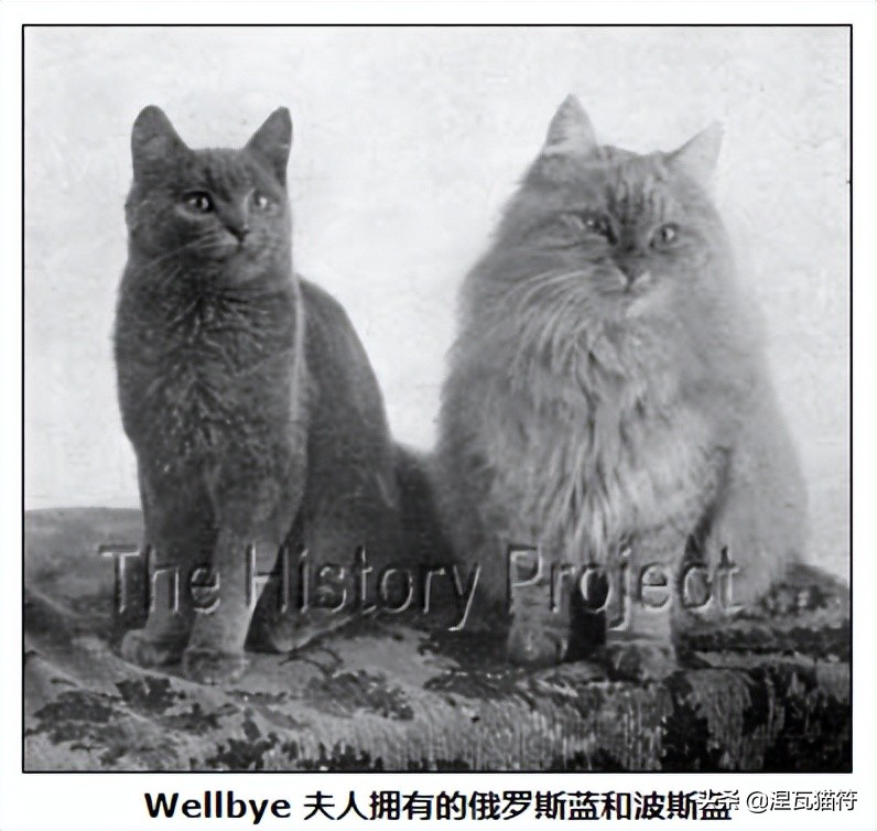 俄罗斯蓝猫法国蓝猫英国蓝猫,欧系俄罗斯蓝猫